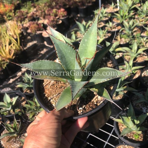 Lovely Agave shawii 'Shaw's Agave' for sale in one gallon pots.