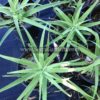 Agave bracteosa AKA Squid Agave or Spider Agave - Image 3