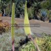 Agave bracteosa flower