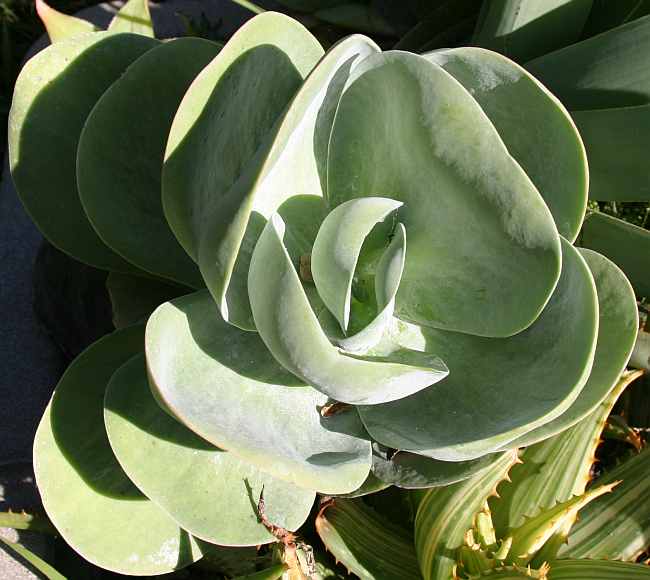 10-15cm Indoor Succulent Plant Kalanchoe Thyrsiflora Sahara Shadows Large Succulent Plant