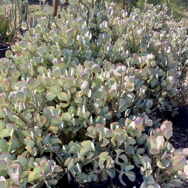 Crassula arborescens 'Silver Dollar' - Cacti.com