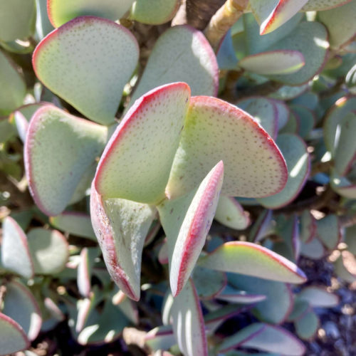 Crassula arborescens 'Silver Dollar Jade' has lovely pink edges on its silvery-green leaves.