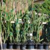 Alluaudia procera "Madagascar Ocotillo" larger specimens