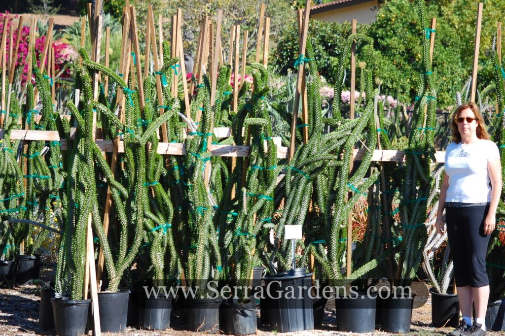 Alluaudia procera "Madagascar Ocotillo" larger specimens