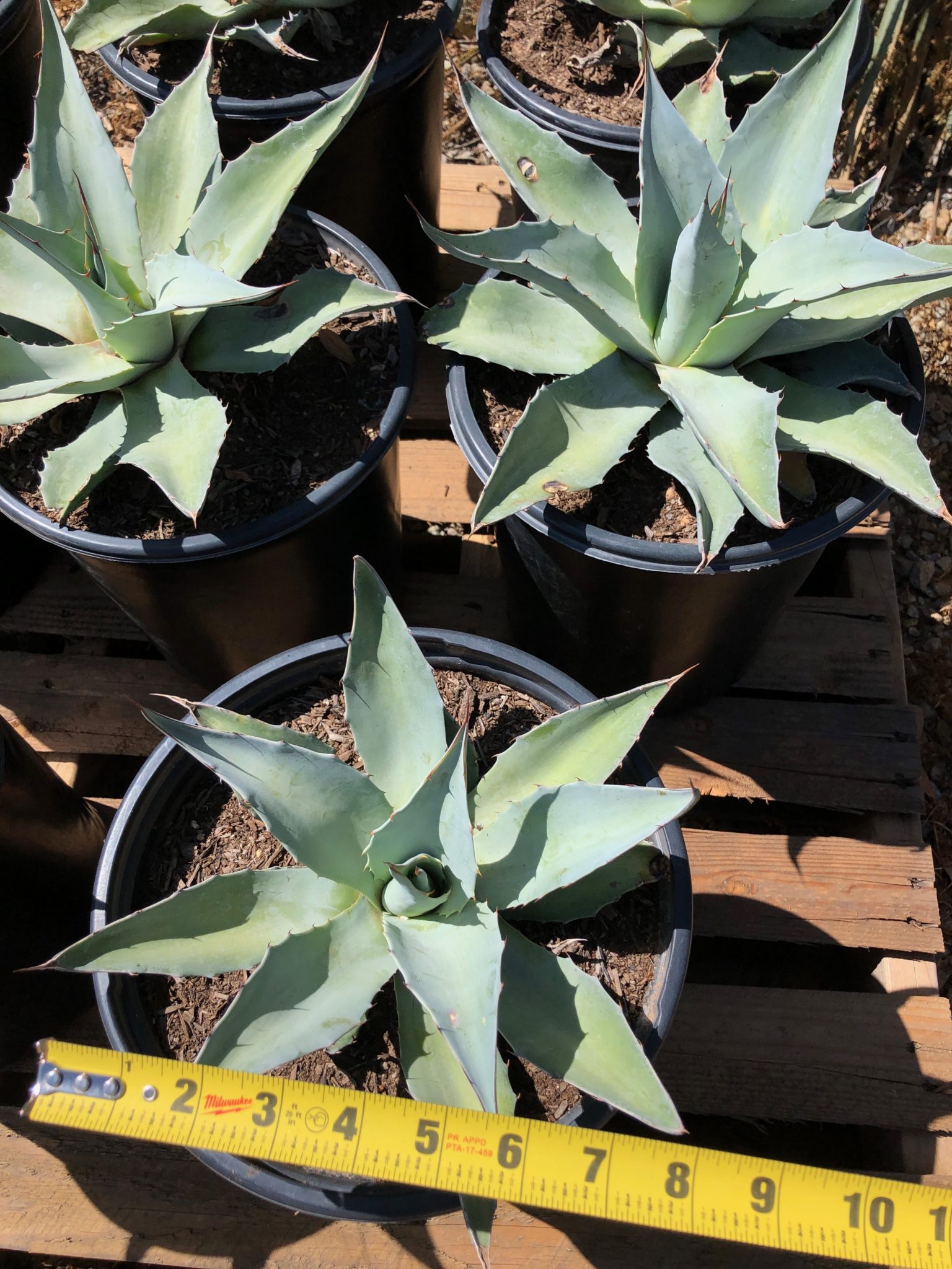 Agave Ovatifolia Whale S Tongue Cacti Com   IMG 0694 1536x2048 